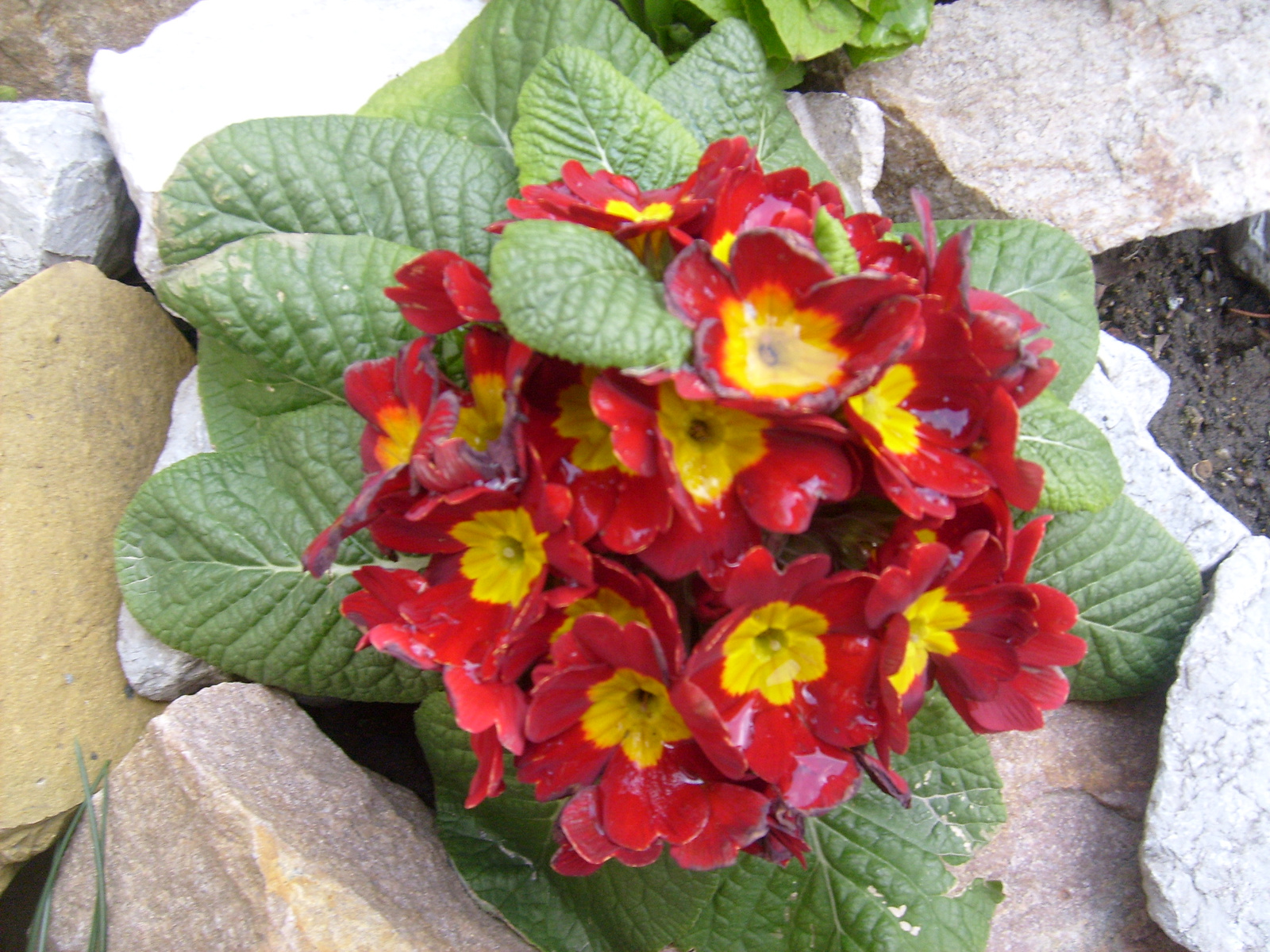 Primula