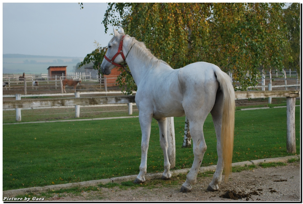 vadaszlovigaca201000013