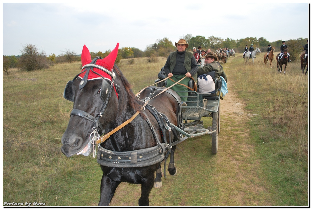 vadaszlovigaca201000185