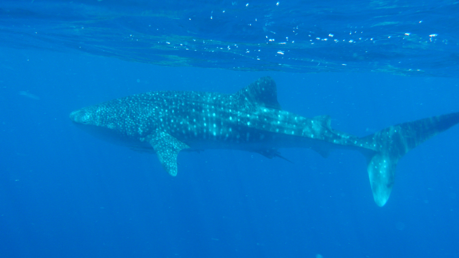 26.march.2010-whaleshark tour-Exmouth (40)