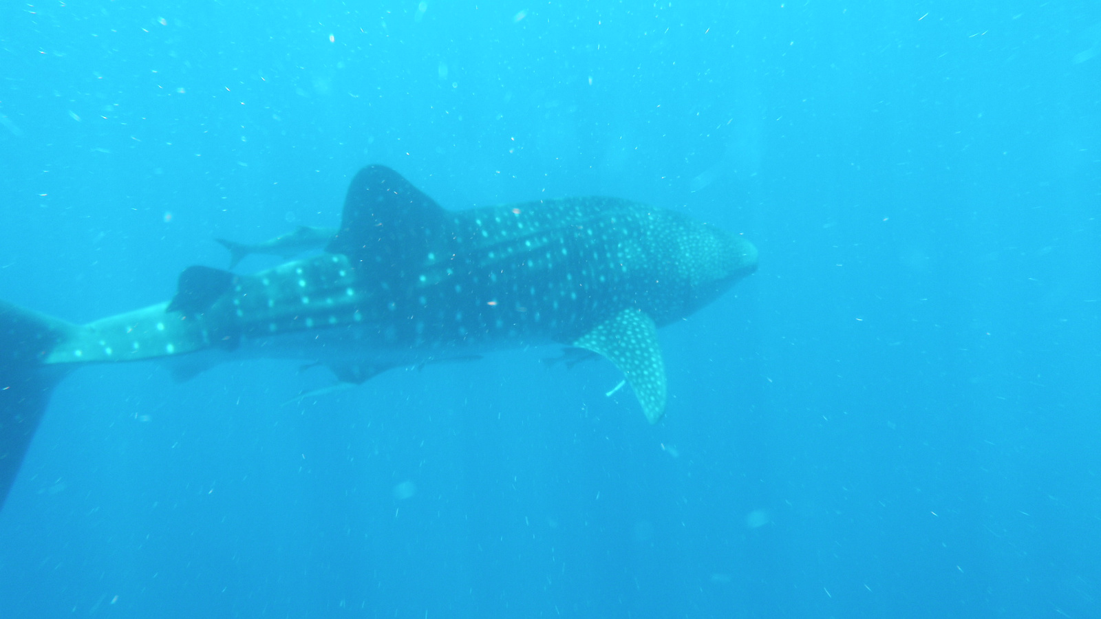 26.march.2010-whaleshark tour-Exmouth (83)