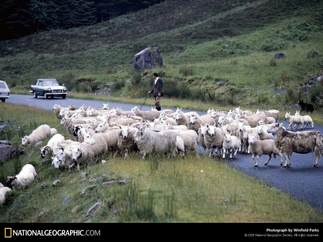 Highland Sheep, Scotland, 1968