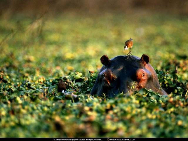 Hippo Hitchhiker, Africa, 1997