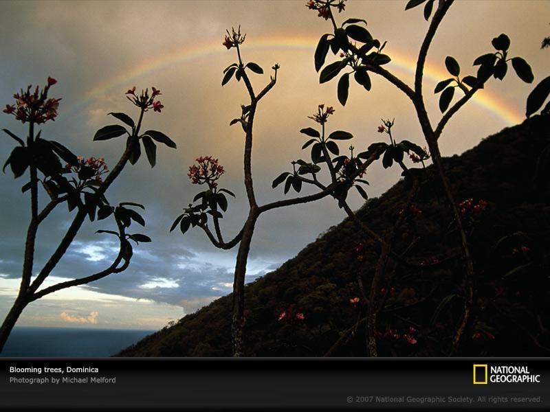 blooming-trees-dominica-90466-sw (Medium)