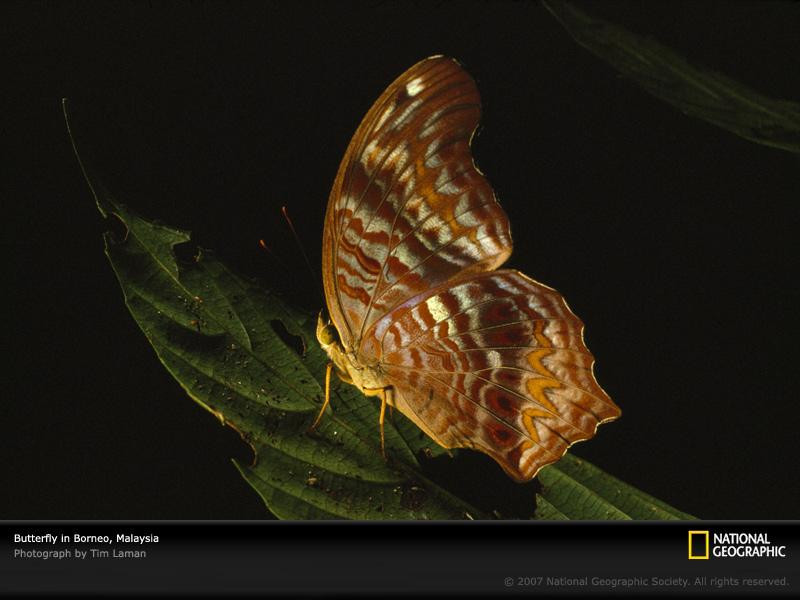 butterfly-balancing-leaf-690560-sw (Medium)