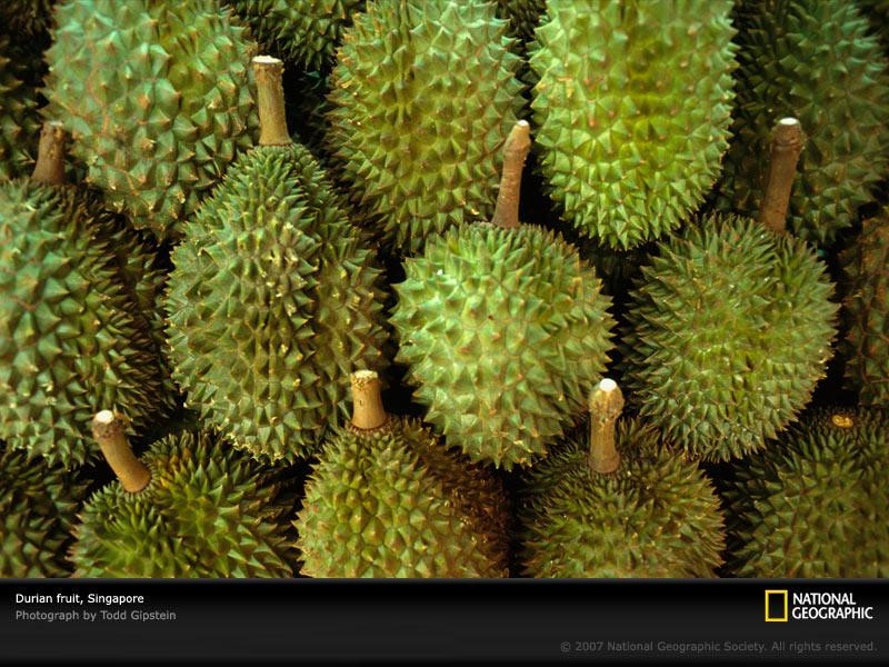 durian-fruit-959585-sw (Medium)