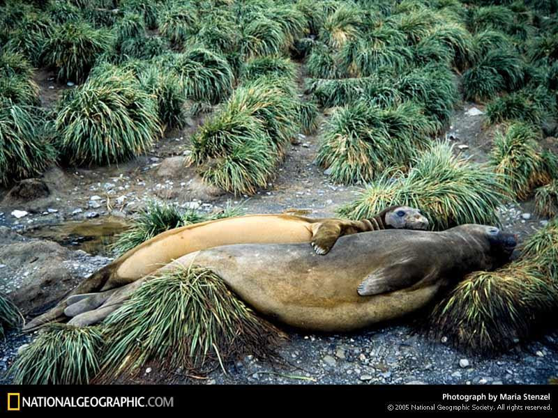 elephant-seal-cuddle-526272-sw (Medium)