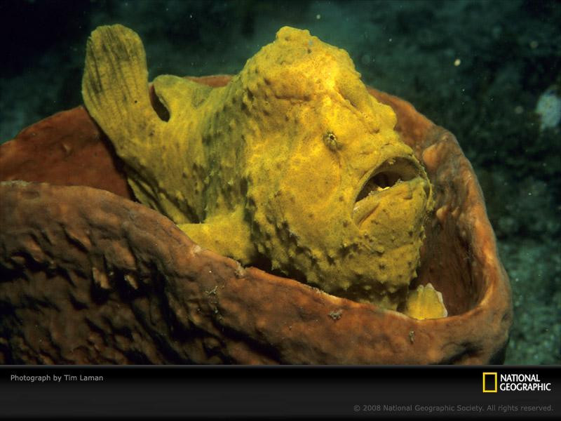 frogfish-laman-981881-sw (Medium)