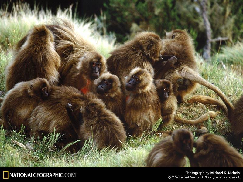 gelada-gang-grooming-716288-sw (Medium)