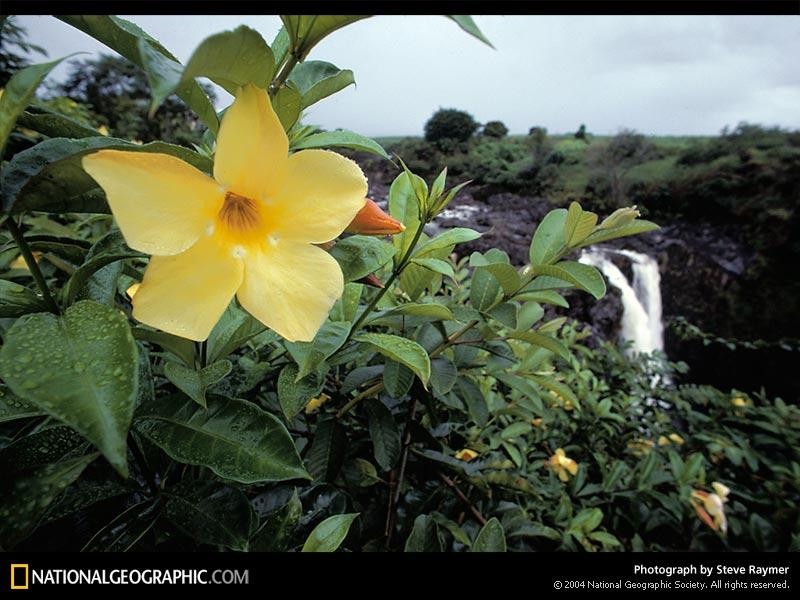 golden-trumpet-plant-420319-sw (Medium)