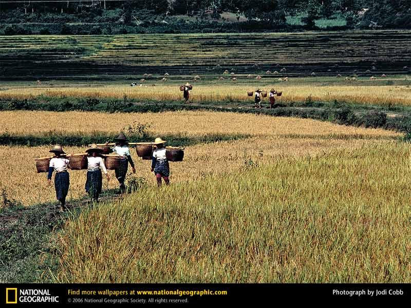 harvesting-rice-280719-sw (Medium)