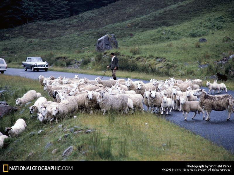 highland-sheep-141776-sw (Medium)