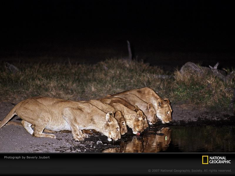 lioness-drinking-368349-sw (Medium)