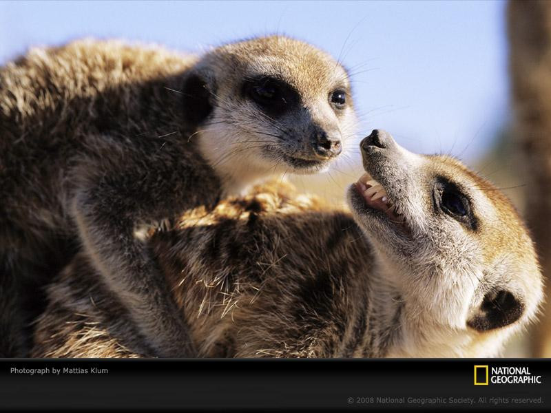 meerkats-klum-707150-sw (Medium)