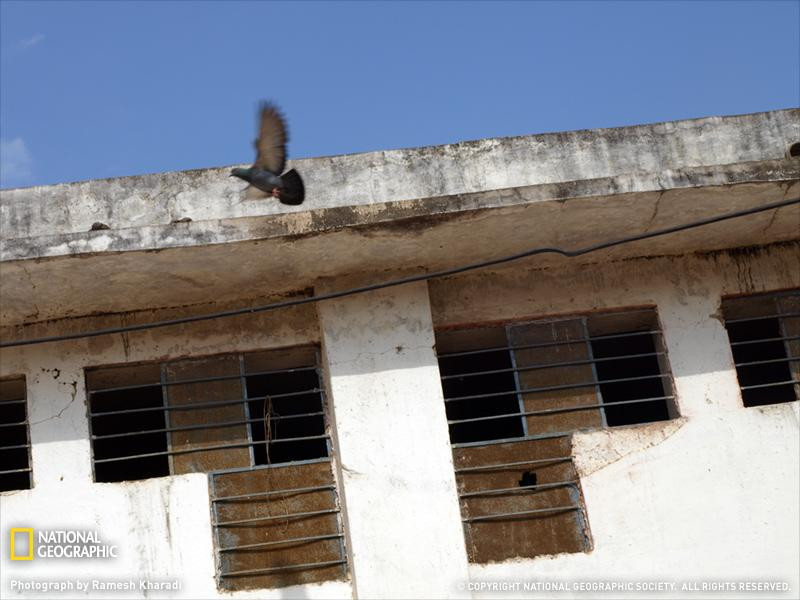 pigeon-flying-india-sw (Medium)