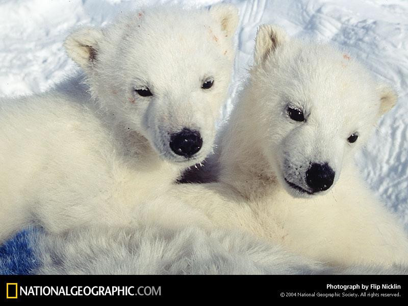 polar-bear-cubs-492324-sw (Medium)