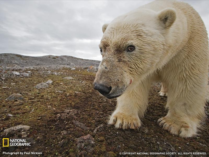 polar-bear-soil-1206133-sw (Medium)