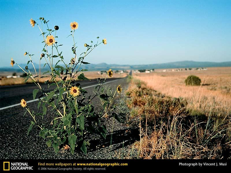 route-66-wildflowers-519406-sw (Medium)