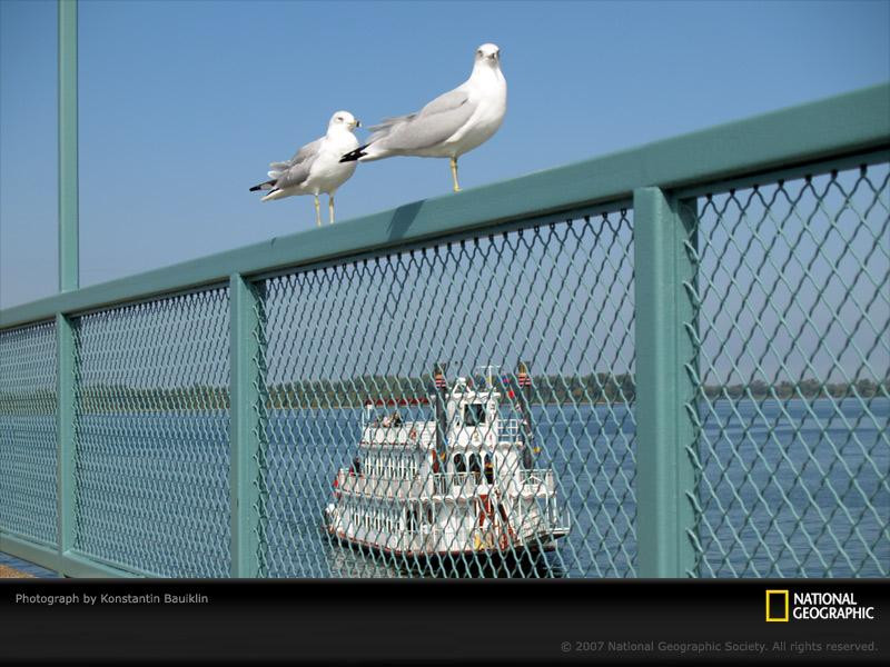 seagulls-railing-pc07epad1kob104-sw (Medium)