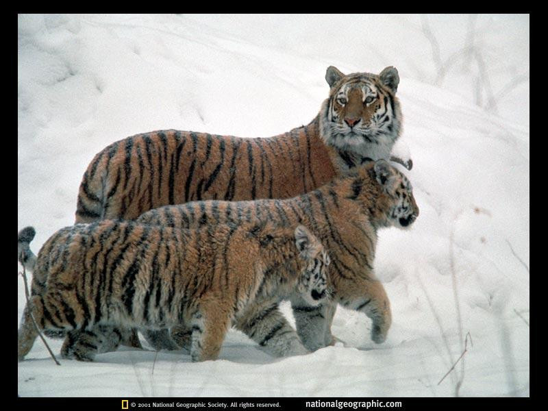 snowy-siberian-tigers-512822-sw (Medium)