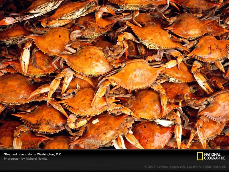 steamed-blue-crabs-714056-sw (Medium)