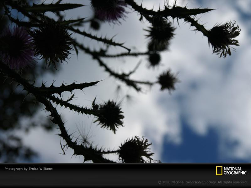 thistle-and-clouds-022pc08atd1erw073-sw (Medium)