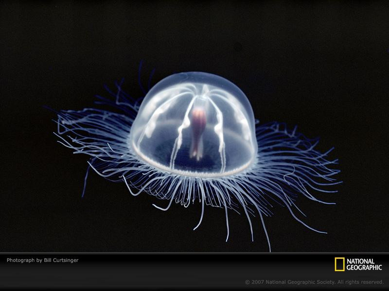 transparent-jellyfish-689547-sw (Medium)