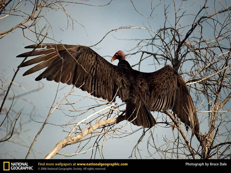 turkey-vulture-282239-sw (Medium)