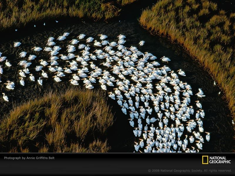 white-pelicans-louisiana-404814-sw (Medium)