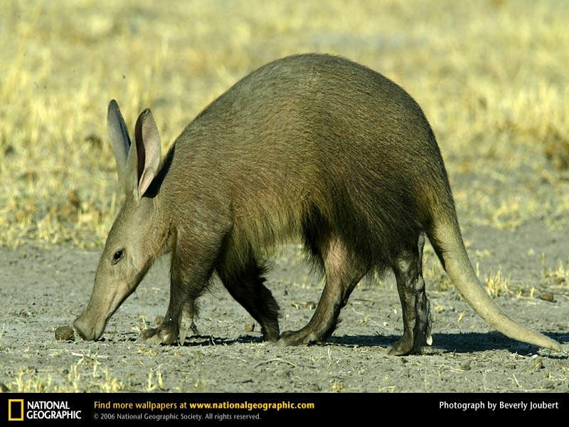 aardvark (Medium)