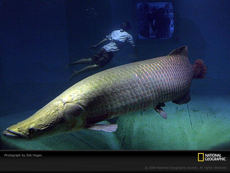 arapaima-diver-sw (Medium)