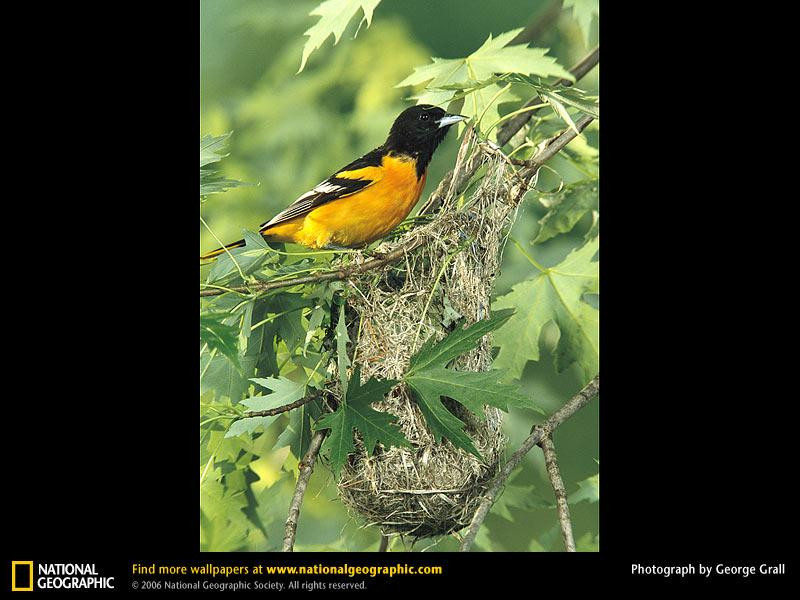 baltimore-oriole (Medium)