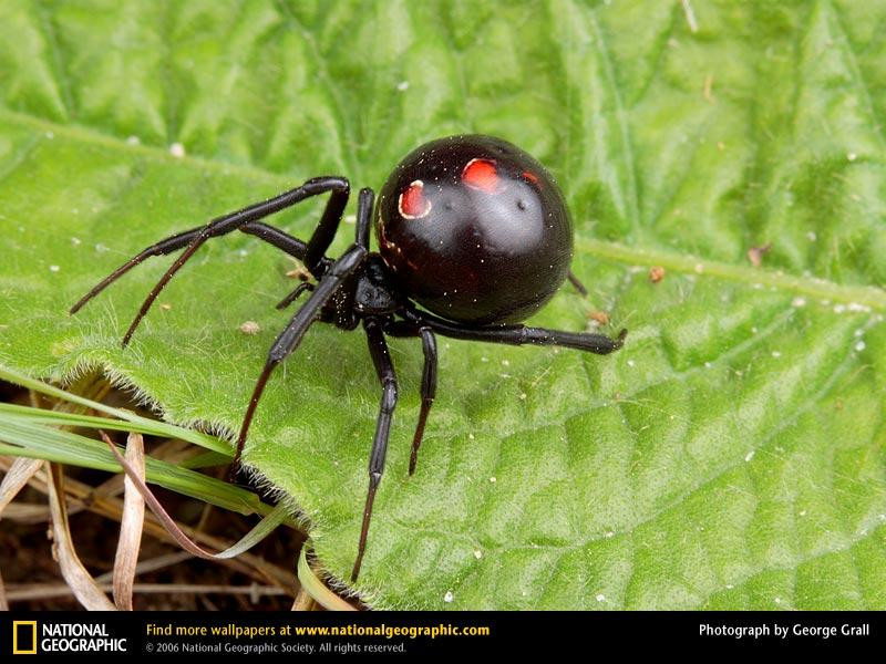 black-widow-spider (Medium)