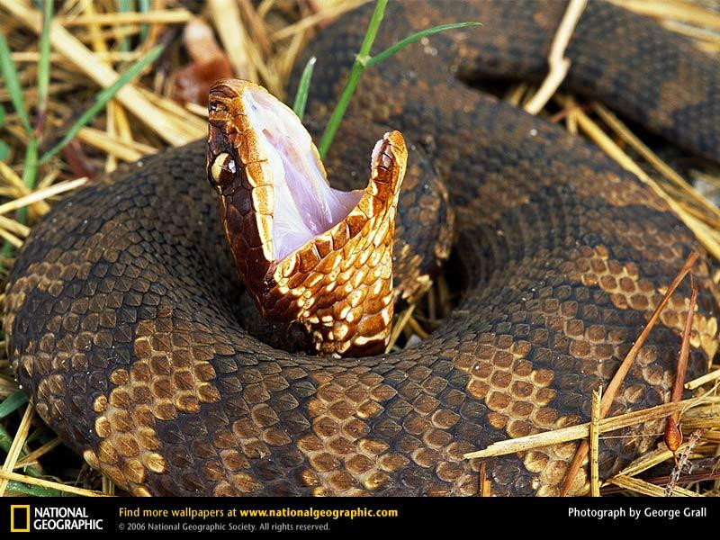 eastern-cottonmouth-water-snake (Medium)