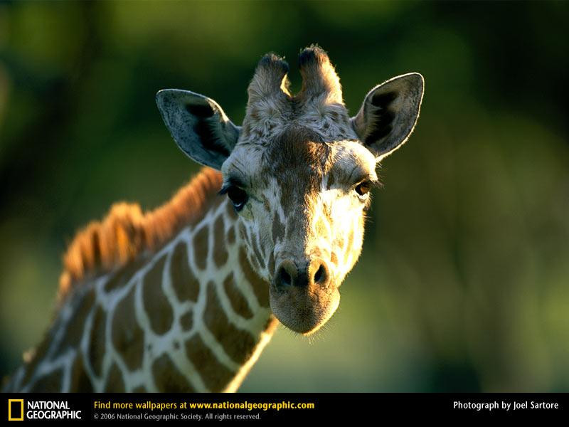 giraffe-head-neck (Medium)