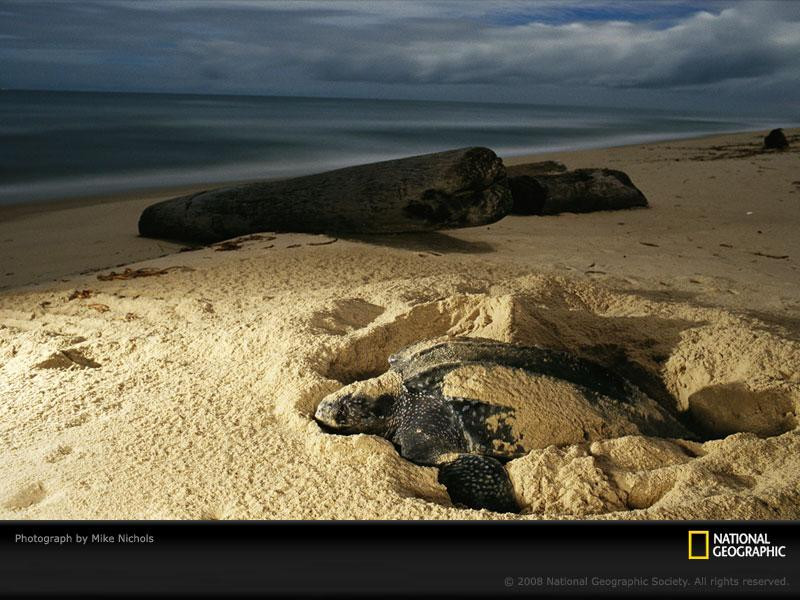 leatherback-sea-turtle (Medium)