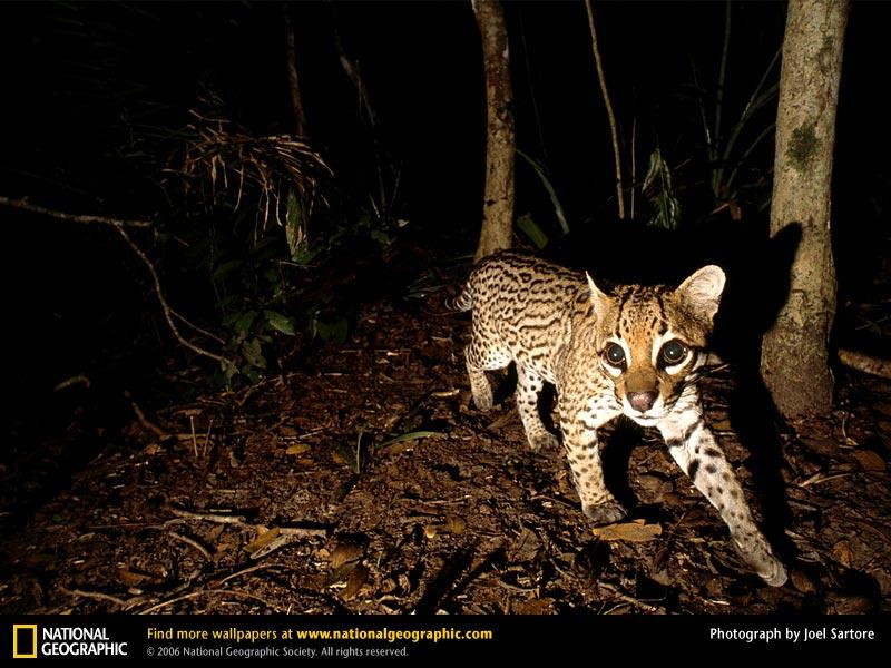 ocelot-night-stalking (Medium)