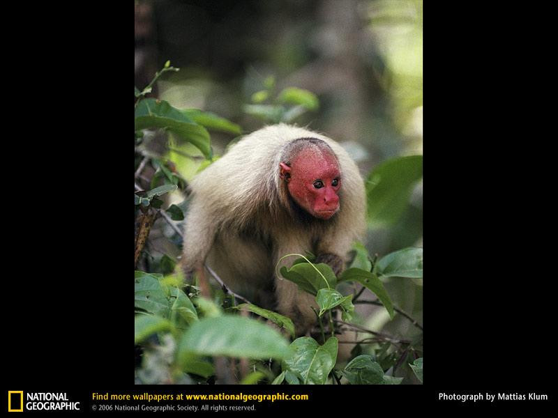 red-uakari-monkey (Medium)