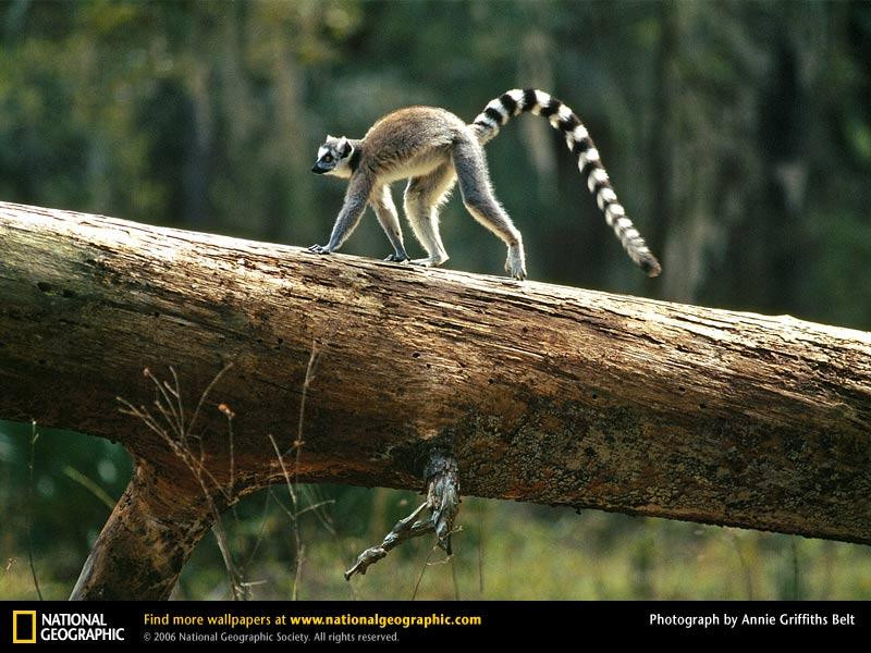 ring-tailed-lemur-log (Medium)