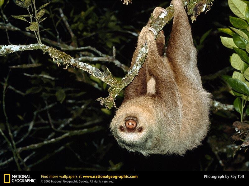 two-toed-sloth (Medium)