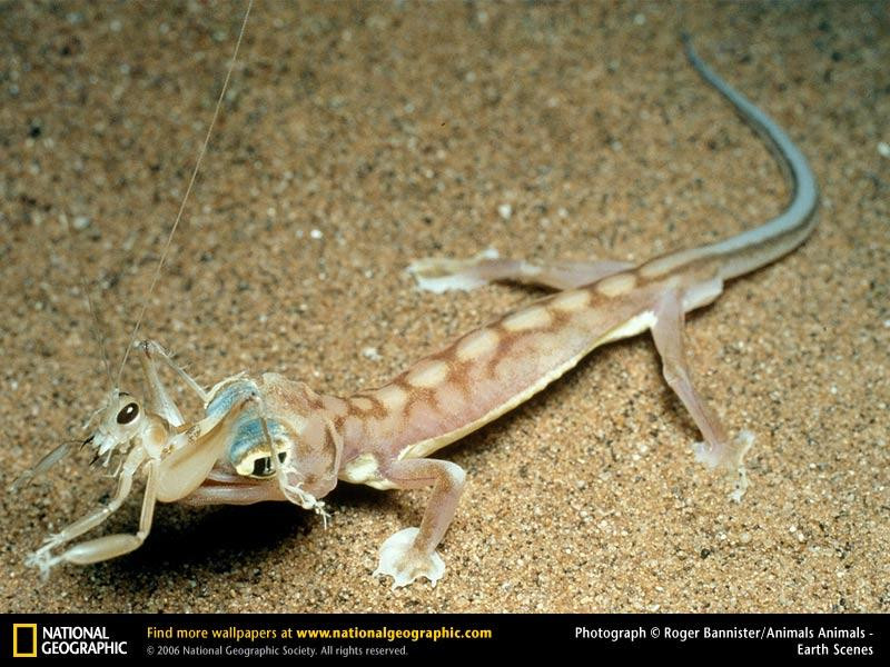 web-footed-gecko (Medium)