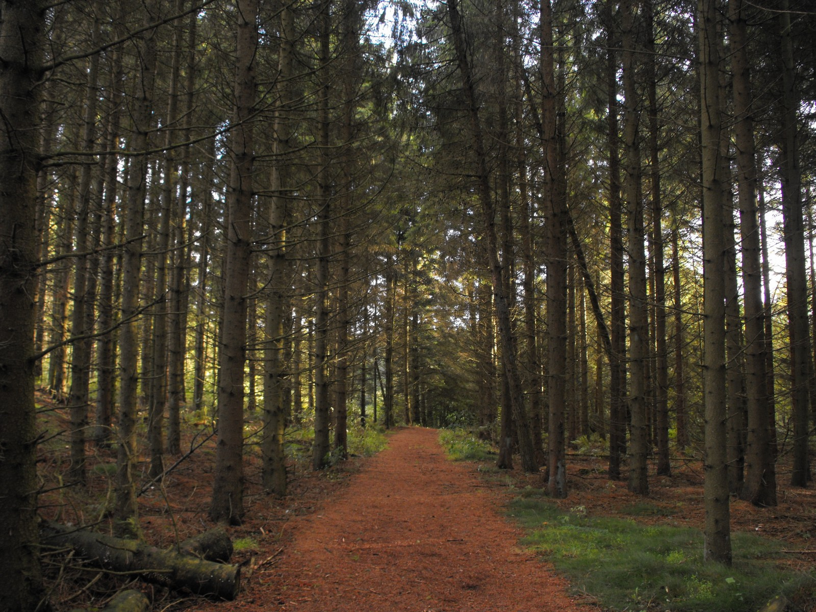 Stagsted skov erdő