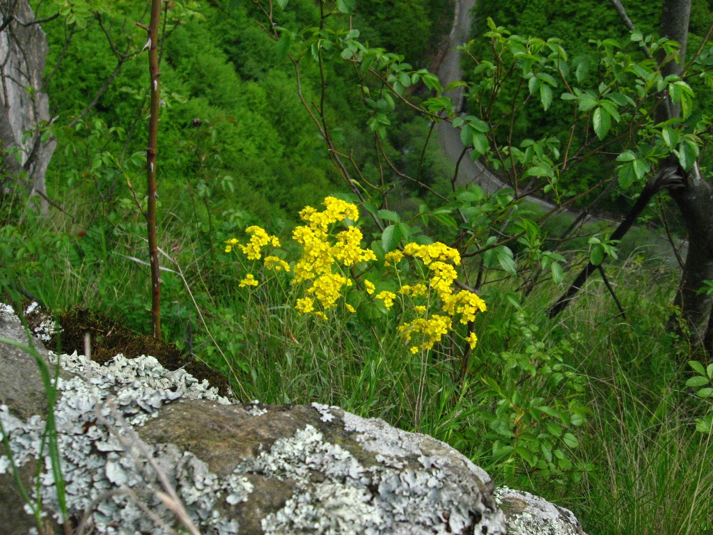 Retyezat portya 2008 maj 186