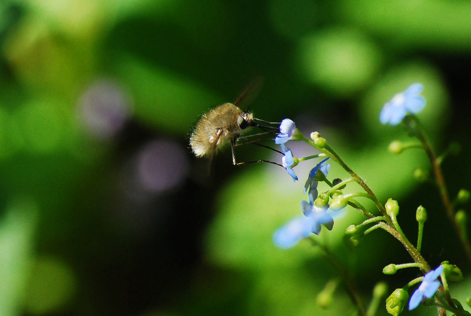 Bobylius major