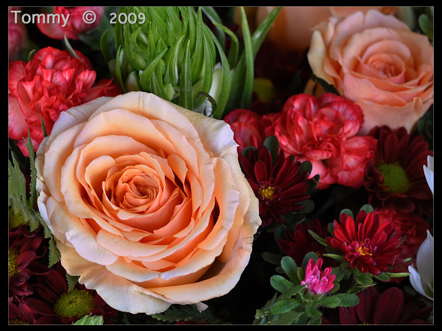 Rose & Flowers