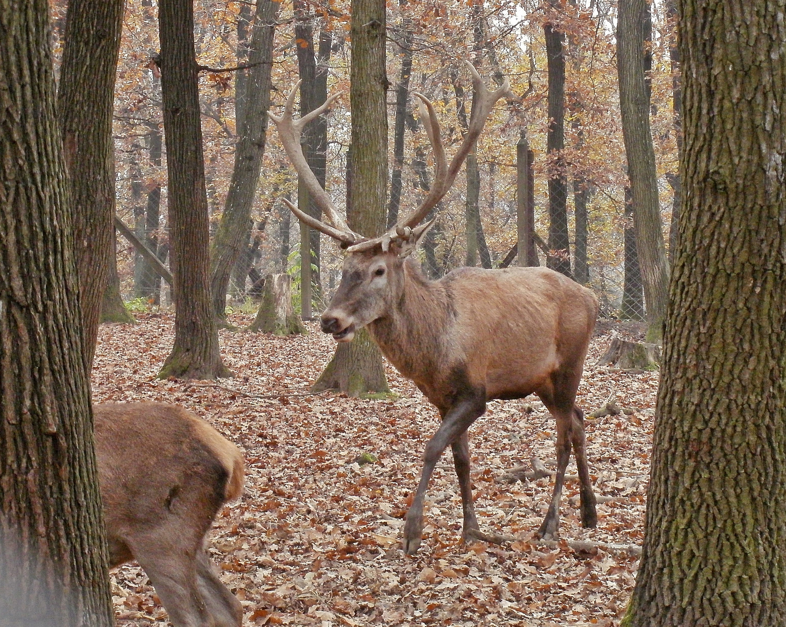 Budakeszi-Vadaspark 063