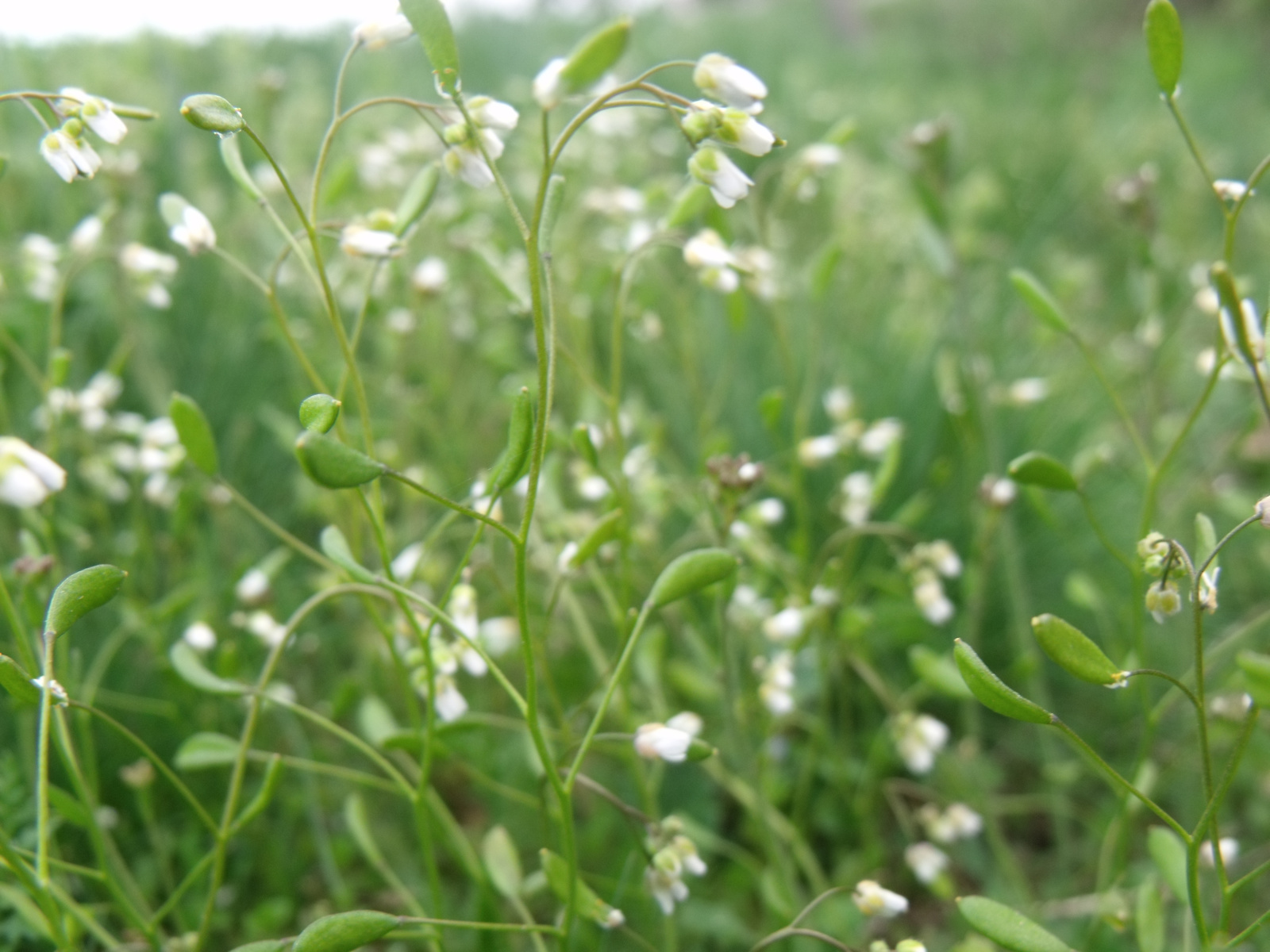 White FloWer