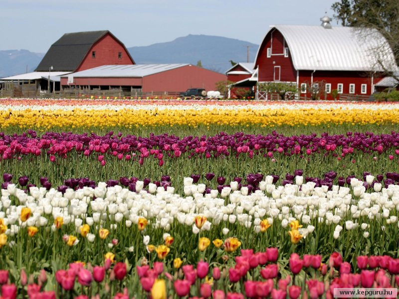 keukenhof-014