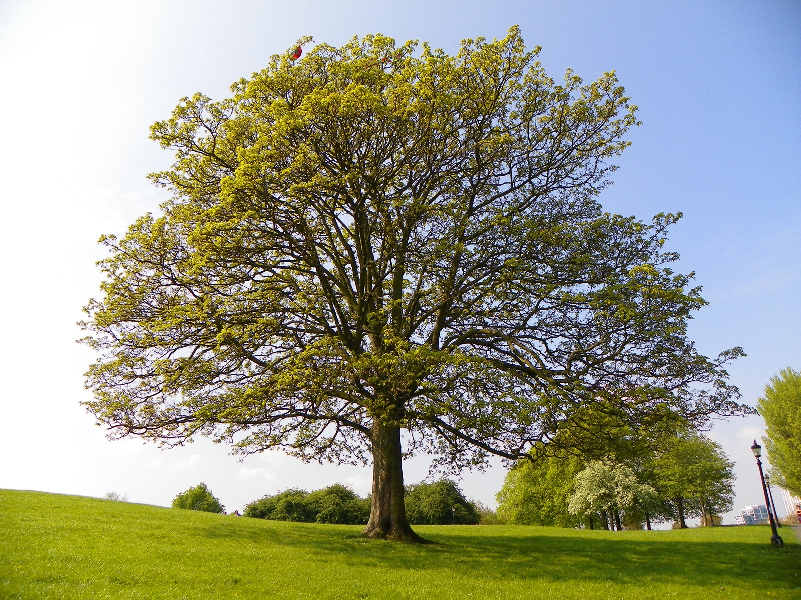 Tree on Primrose Hill