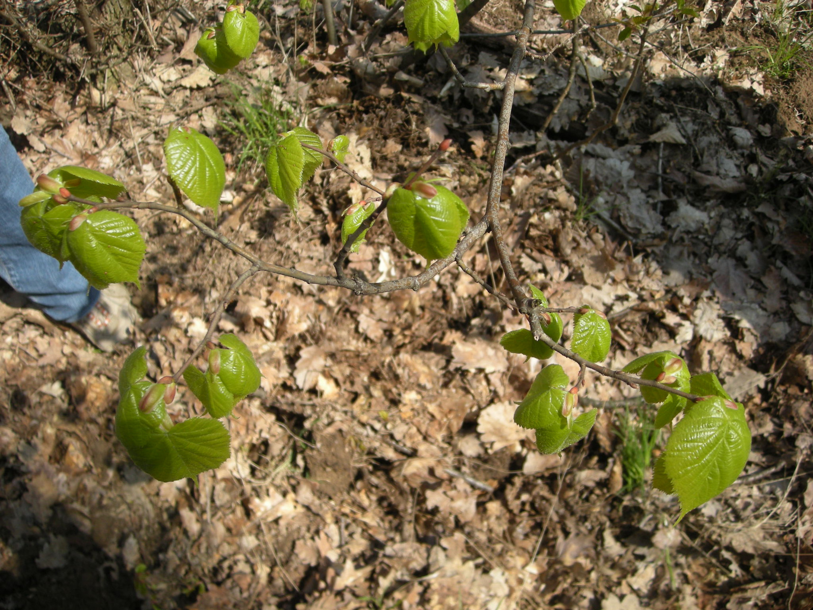 47 - Hárs (piros rügyek, kislevelűből van méz)